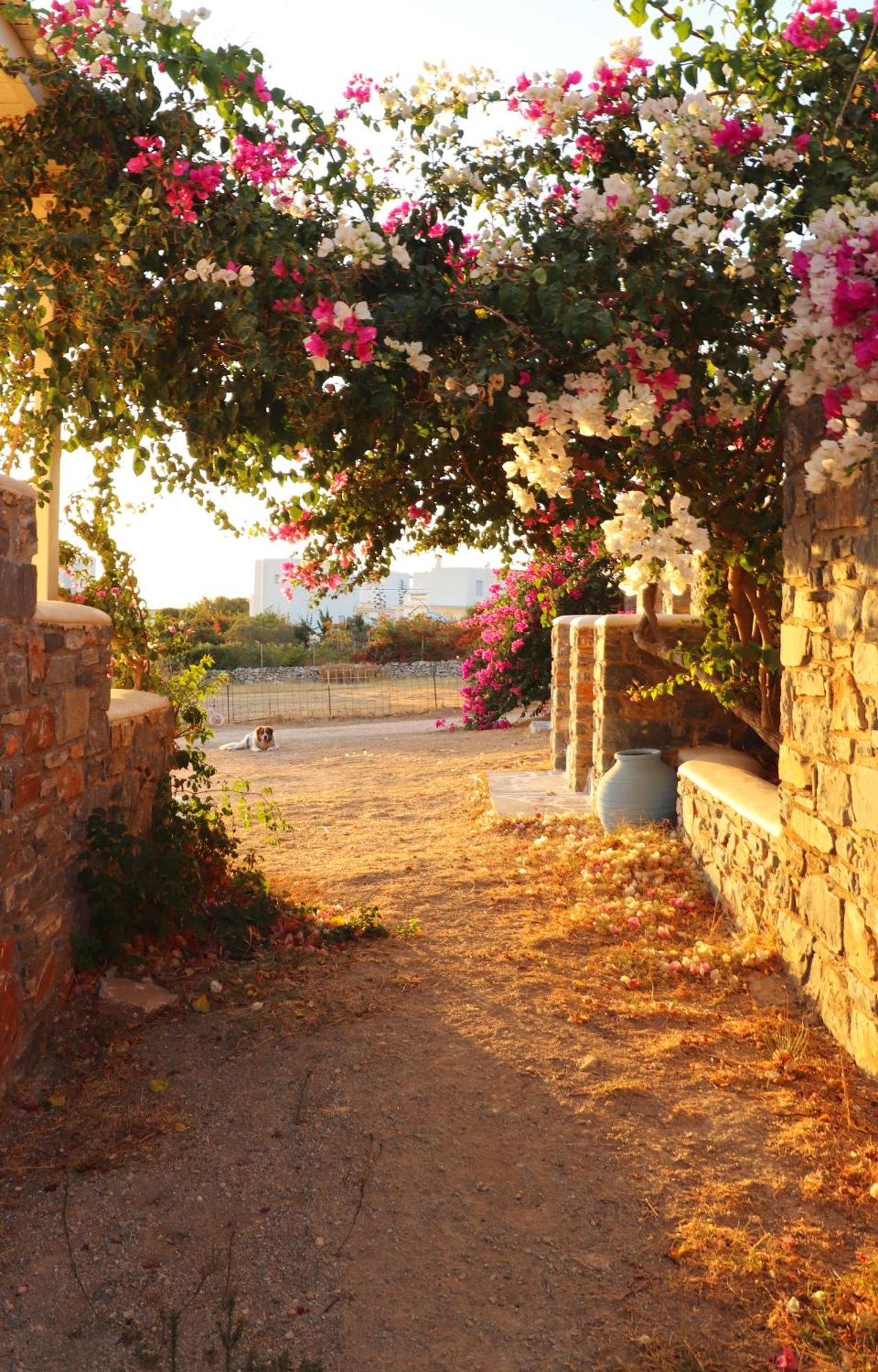 Sunny Studios Naxos Aliko Beach Exterior photo
